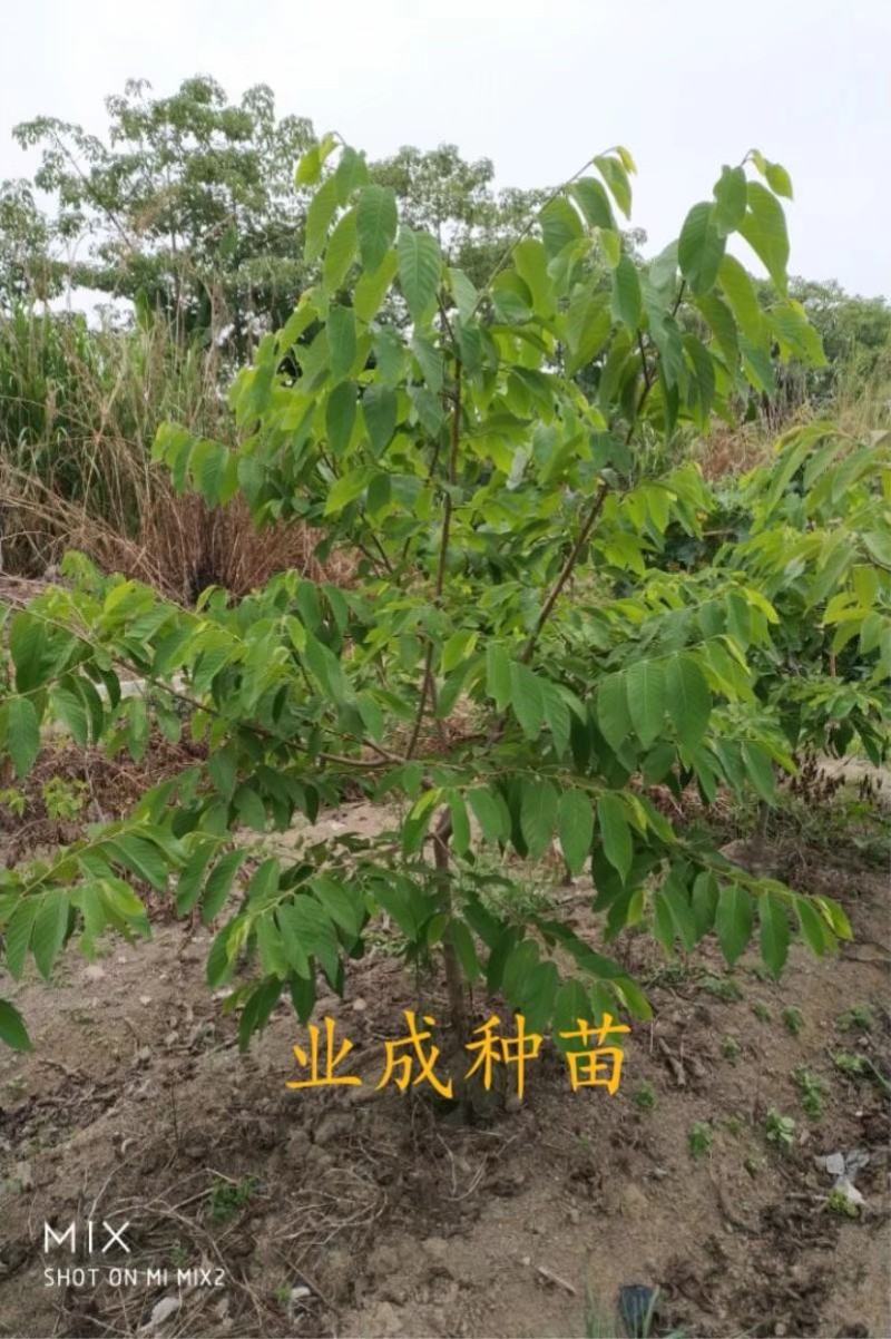 番荔枝树苗释迦果苗大树台湾凤梨释迦林檎番荔枝苗