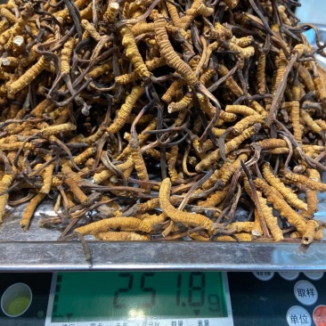 玉树冬虫夏草好断草供不应求需要的抓紧下单包邮到你嘴里