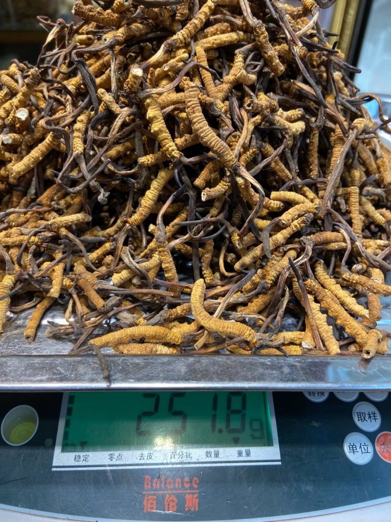 玉树冬虫夏草好断草供不应求需要的抓紧下单包邮到你嘴里