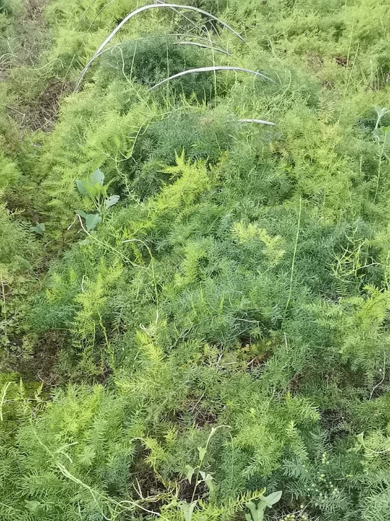 高产天冬苗，基地直发，质优价廉。极易成活