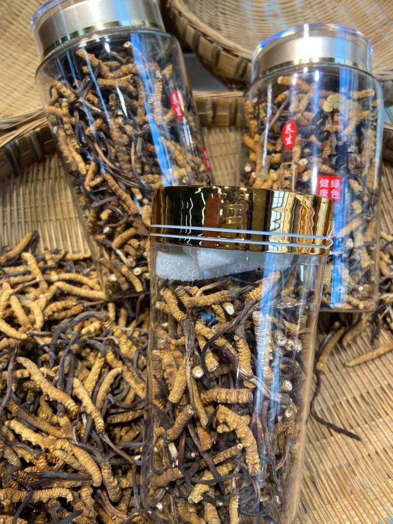 玉树冬虫夏草好断草供不应求需要的抓紧下单包邮到你嘴里