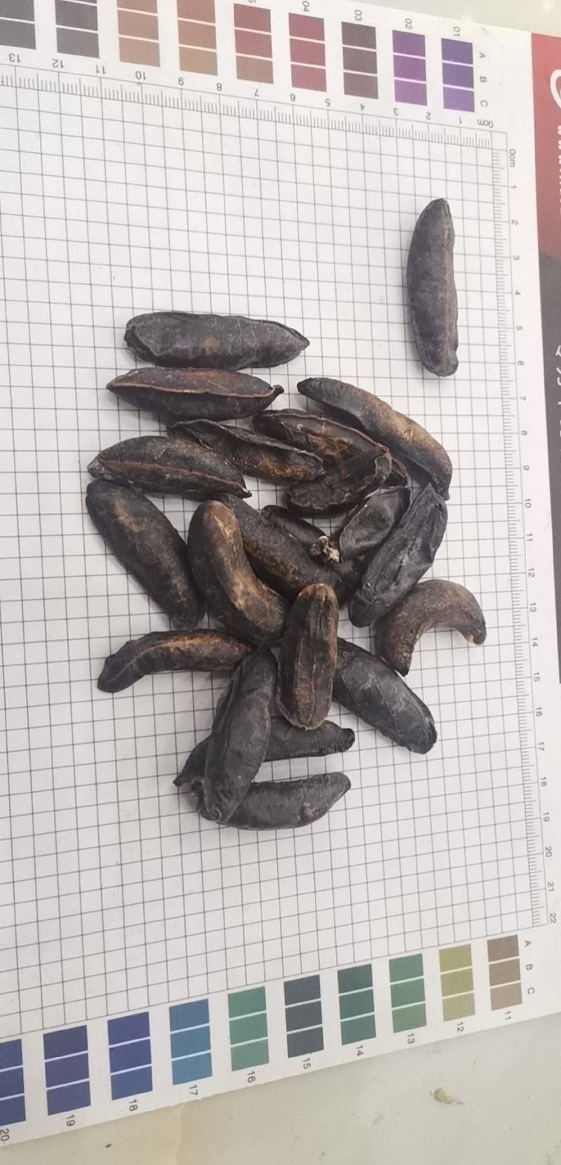 中药材蛞蝓鼻涕虫纯干货个头大