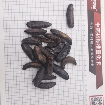 中药材蛞蝓鼻涕虫纯干货个头大