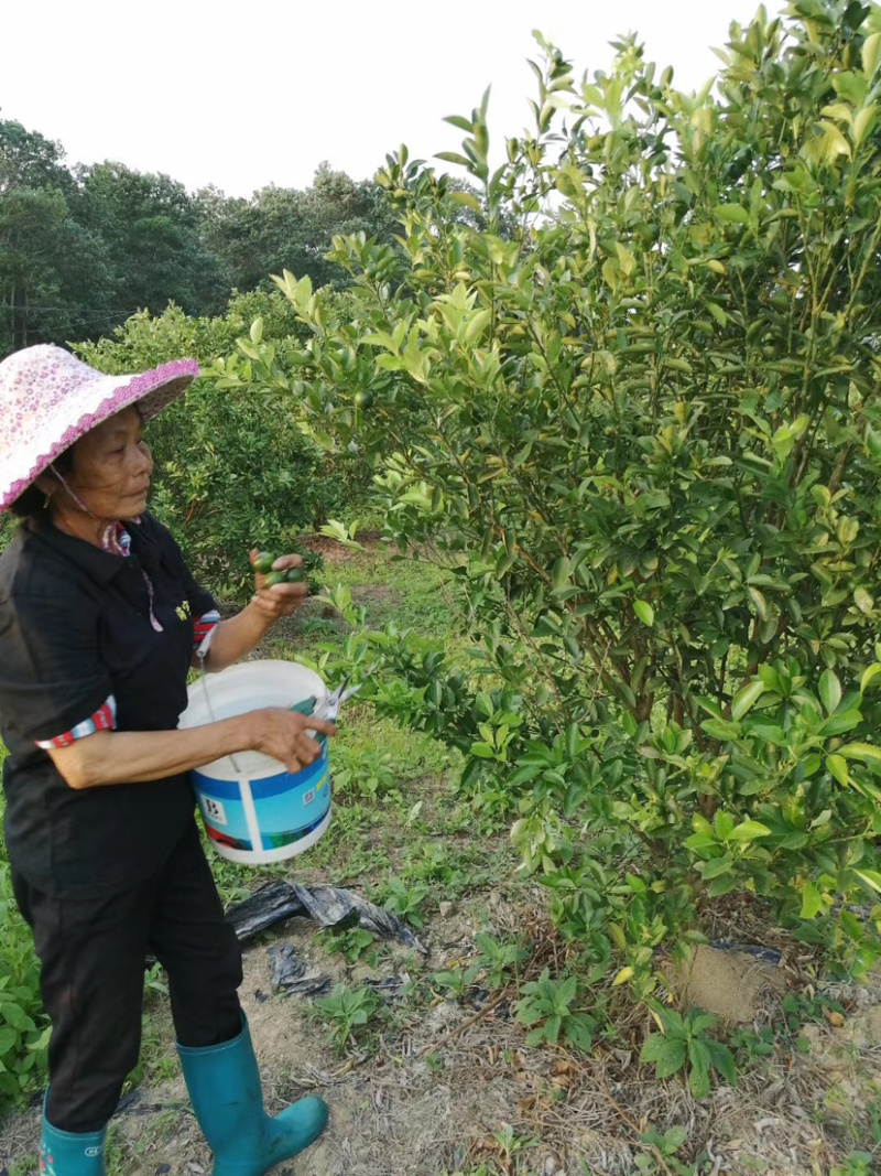 海南薄皮青桔金桔批发价果园现摘现发