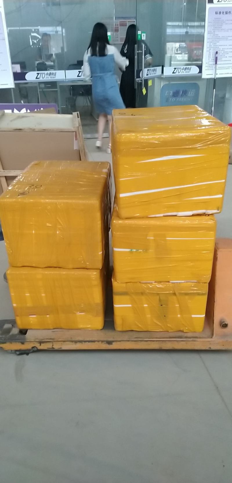 金蝉，知了猴，爬叉，吗知了，活体发货产地直供，每天一吨货