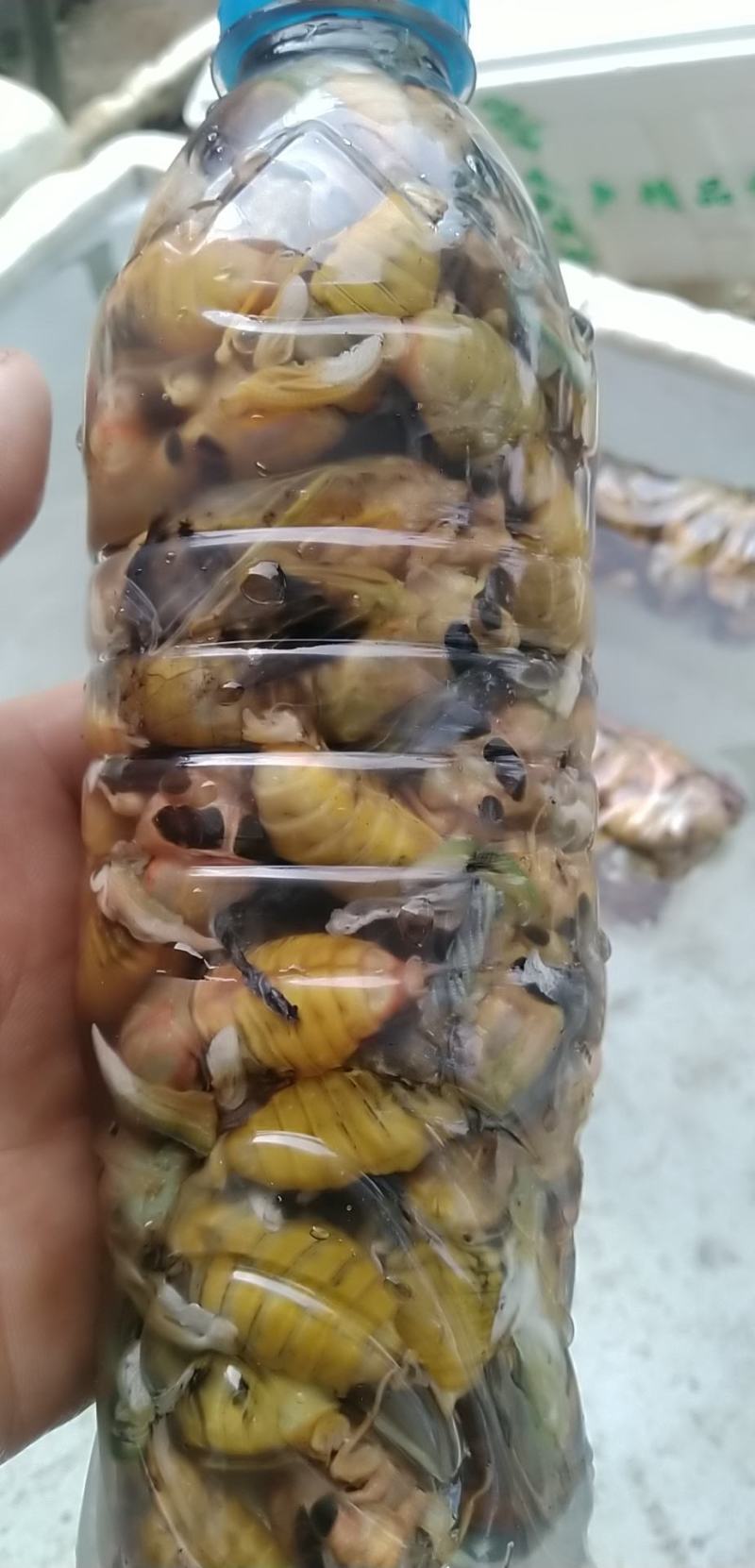 金蝉，知了猴，爬叉，吗知了，活体发货产地直供，每天一吨货