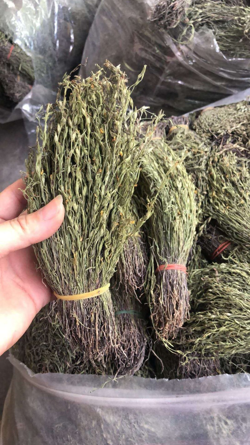 广东独脚金8到12公分，今年新货上市，