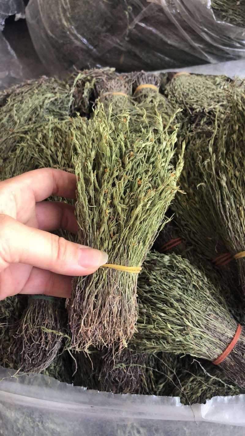 广东独脚金8到12公分，今年新货上市，