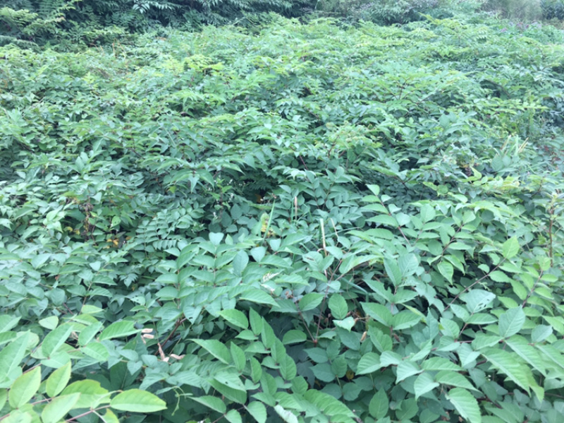 云南会泽刺脑包小苗云南红，品种很好