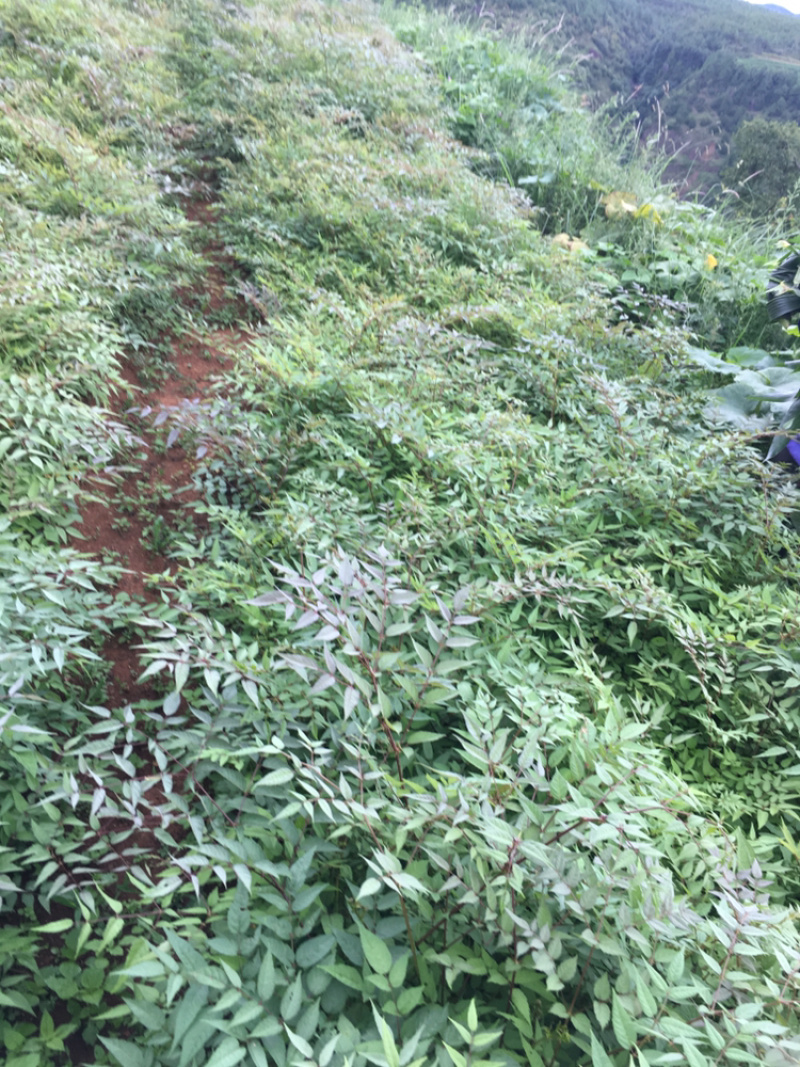 云南会泽刺脑包小苗云南红，品种很好