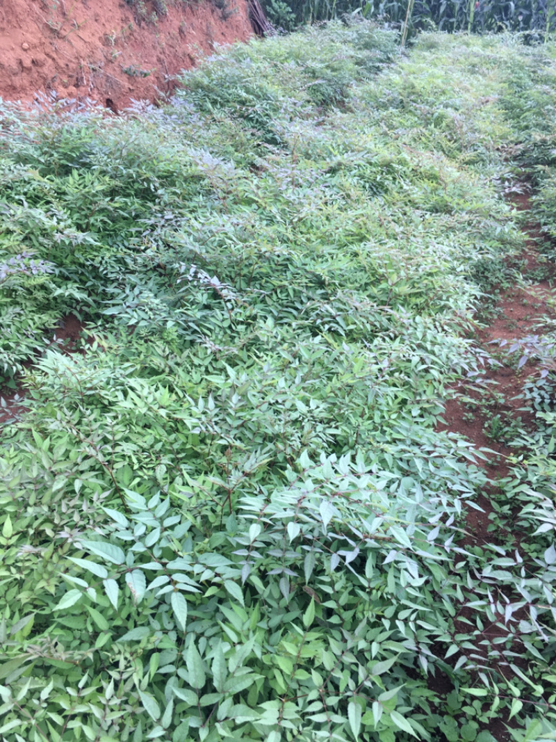 云南会泽刺脑包小苗云南红，品种很好