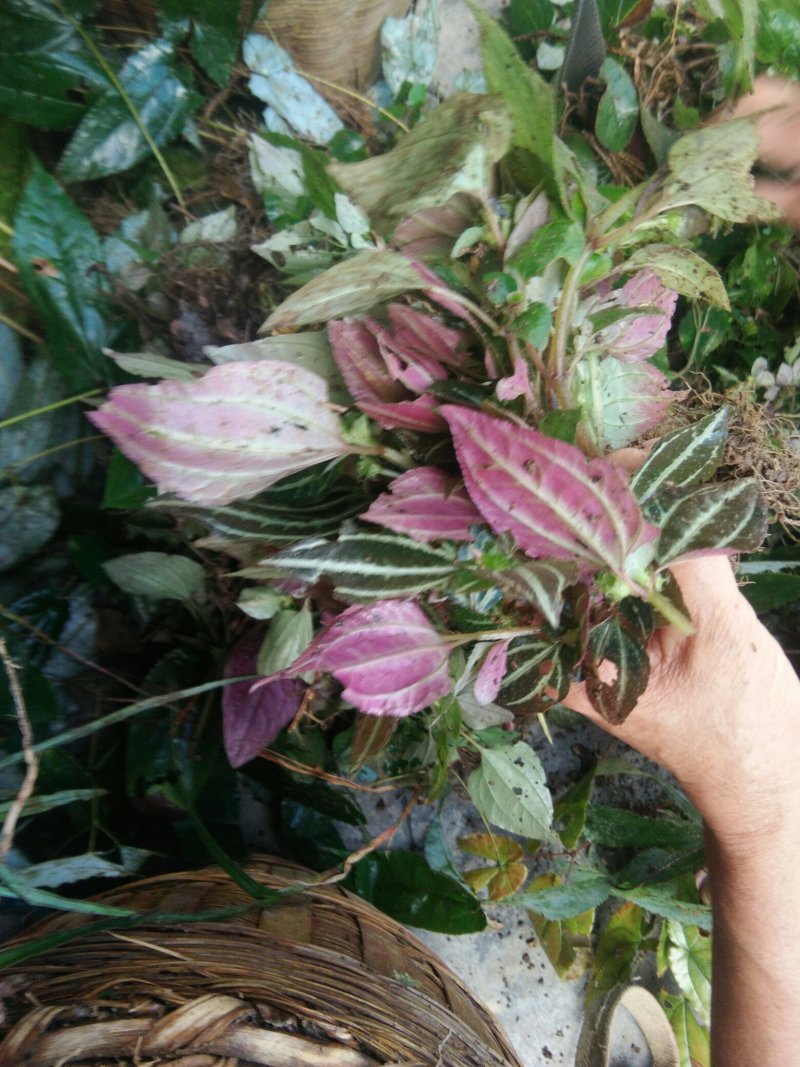 风柜斗草纯野生货风柜斗草