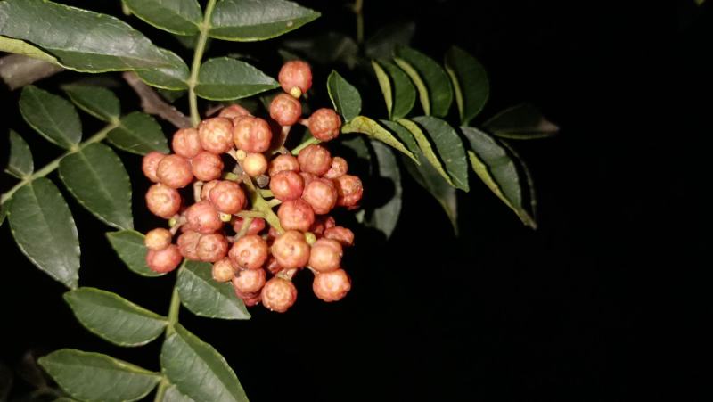 花椒，湿花椒，大需要收够商