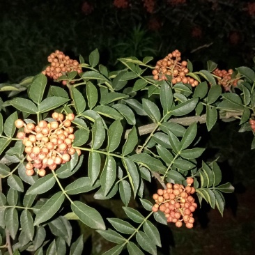 花椒，湿花椒，大需要收够商