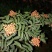 花椒，湿花椒，大需要收够商