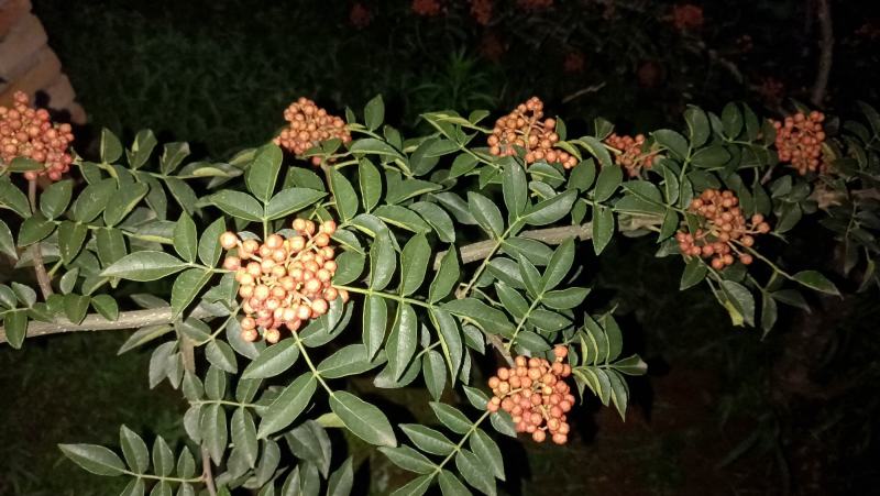 花椒，湿花椒，大需要收够商