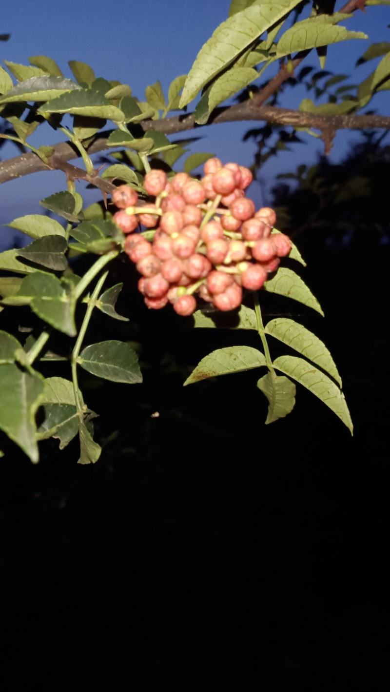 花椒，湿花椒，大需要收够商