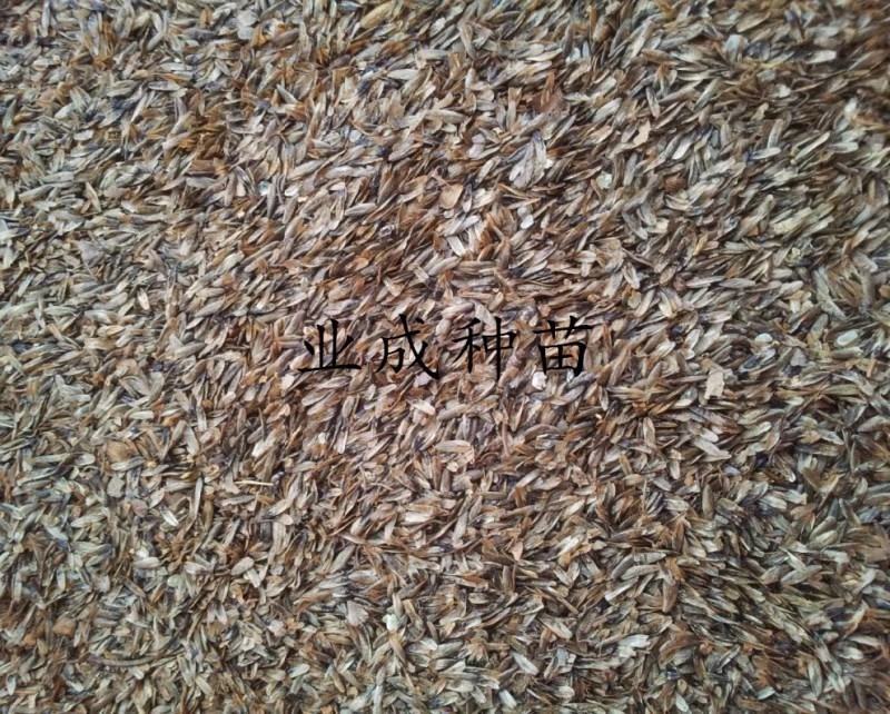 枫香种子枫树种子林木种子三角枫