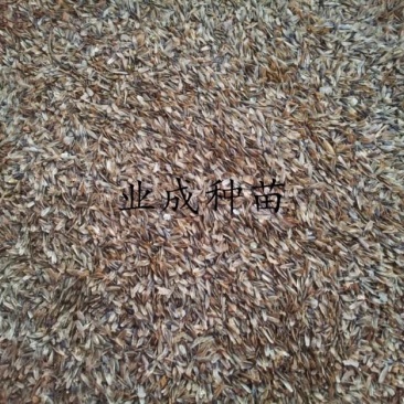 枫香种子枫树种子林木种子三角枫