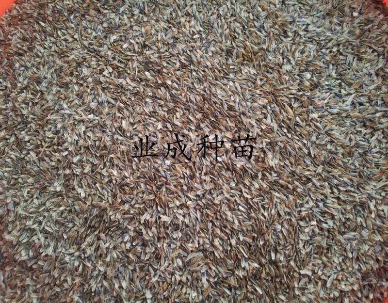 枫香种子枫树种子林木种子三角枫