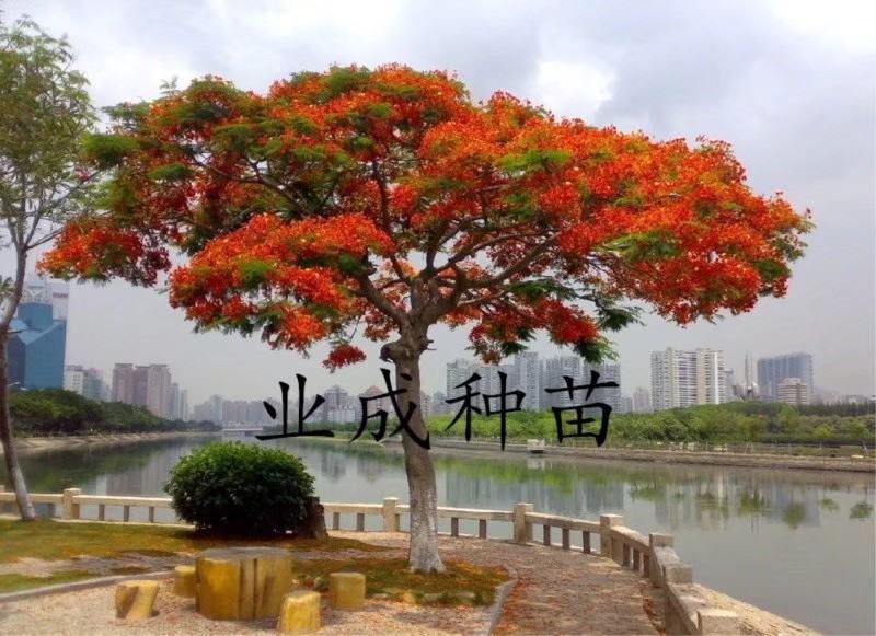 凤凰木种子金凤树种子红花楹种子火树