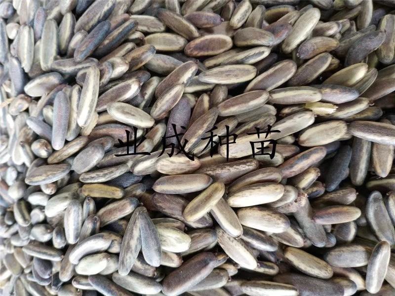 凤凰木种子金凤树种子红花楹种子火树