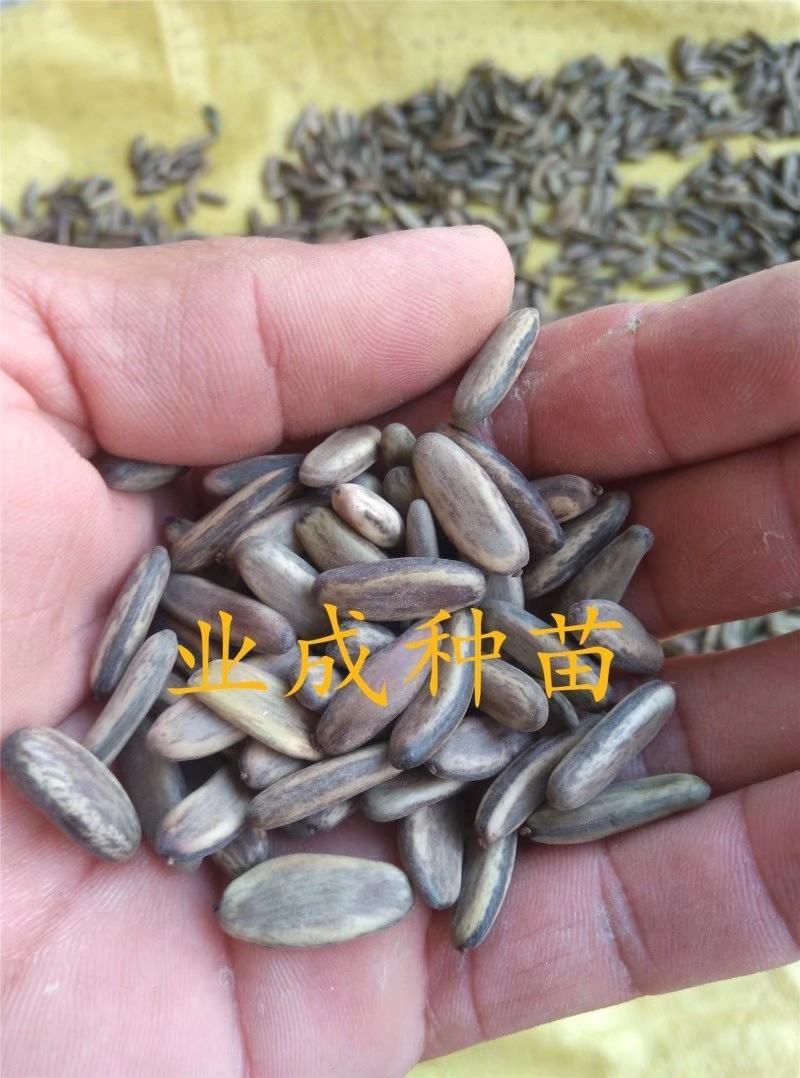 凤凰木种子金凤树种子红花楹种子火树