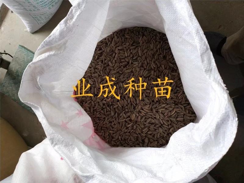 凤凰木种子金凤树种子红花楹种子火树