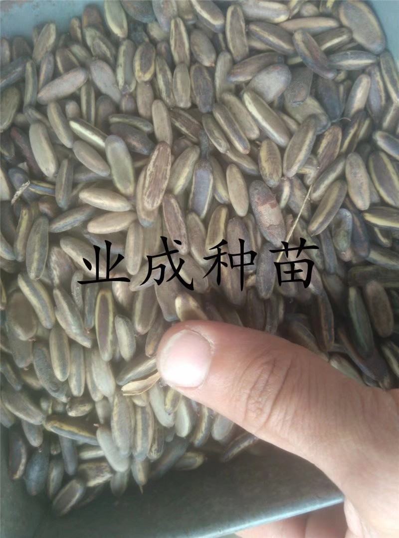 凤凰木种子金凤树种子红花楹种子火树
