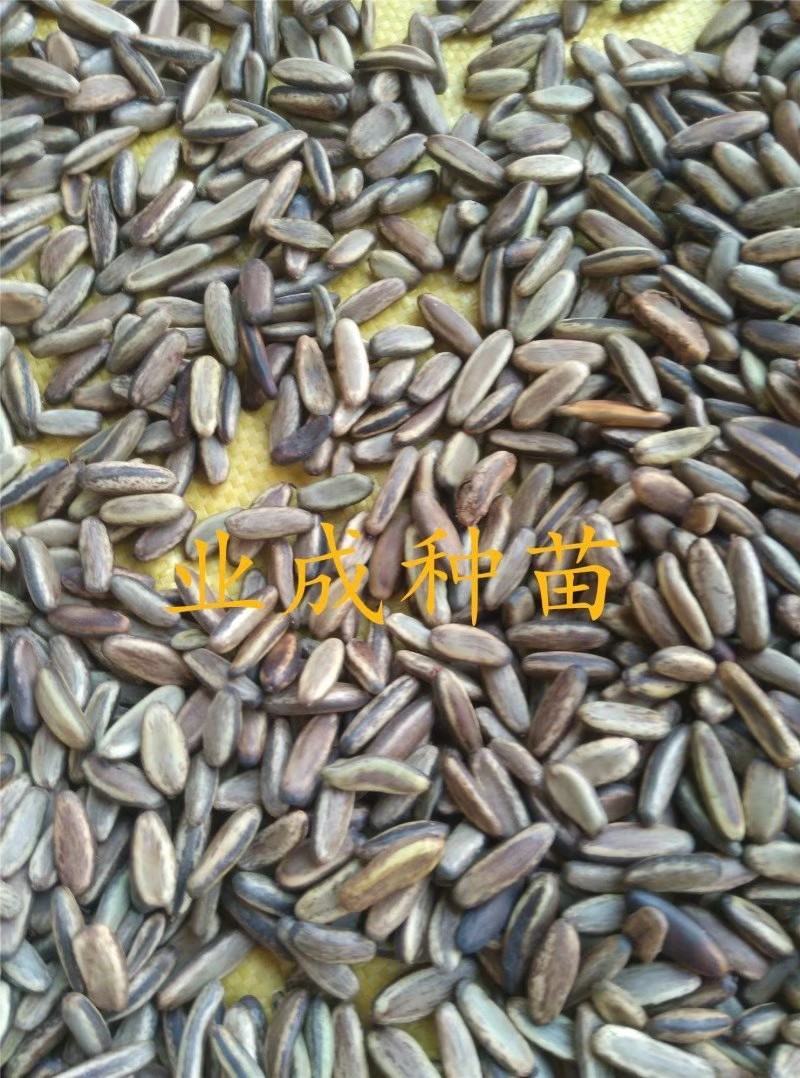 凤凰木种子金凤树种子红花楹种子火树