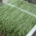 【热销】新乐大棚种植基地一手货源豆角