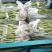【热销】新乐大棚种植基地一手货源豆角