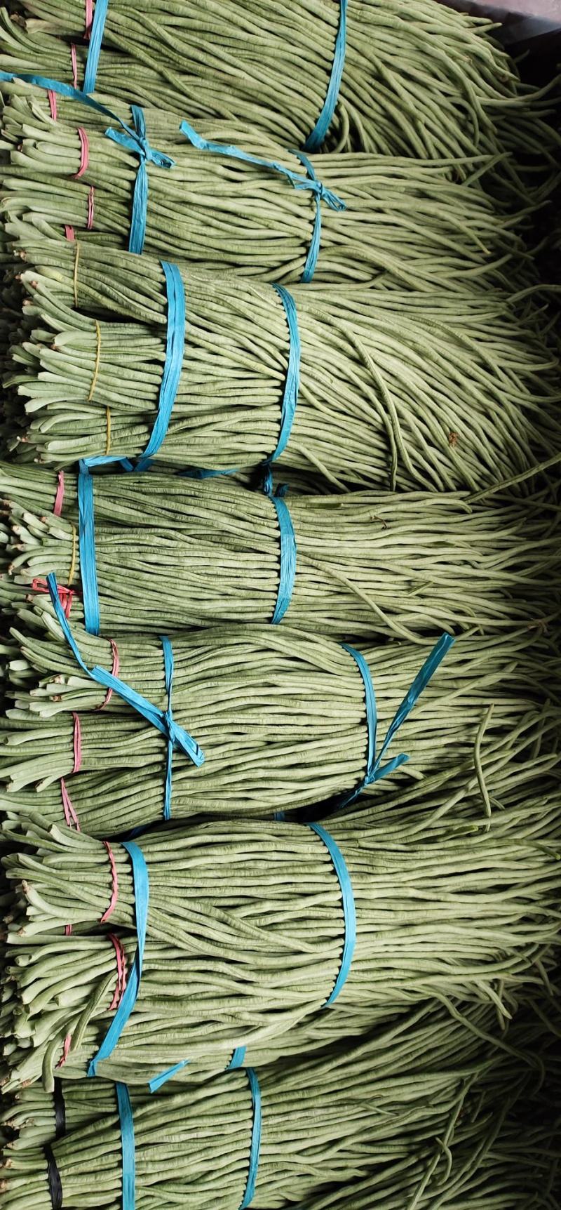 【热销】新乐大棚种植基地一手货源豆角
