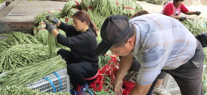 【热销】新乐大棚种植基地一手货源豆角