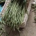【热销】新乐大棚种植基地一手货源豆角