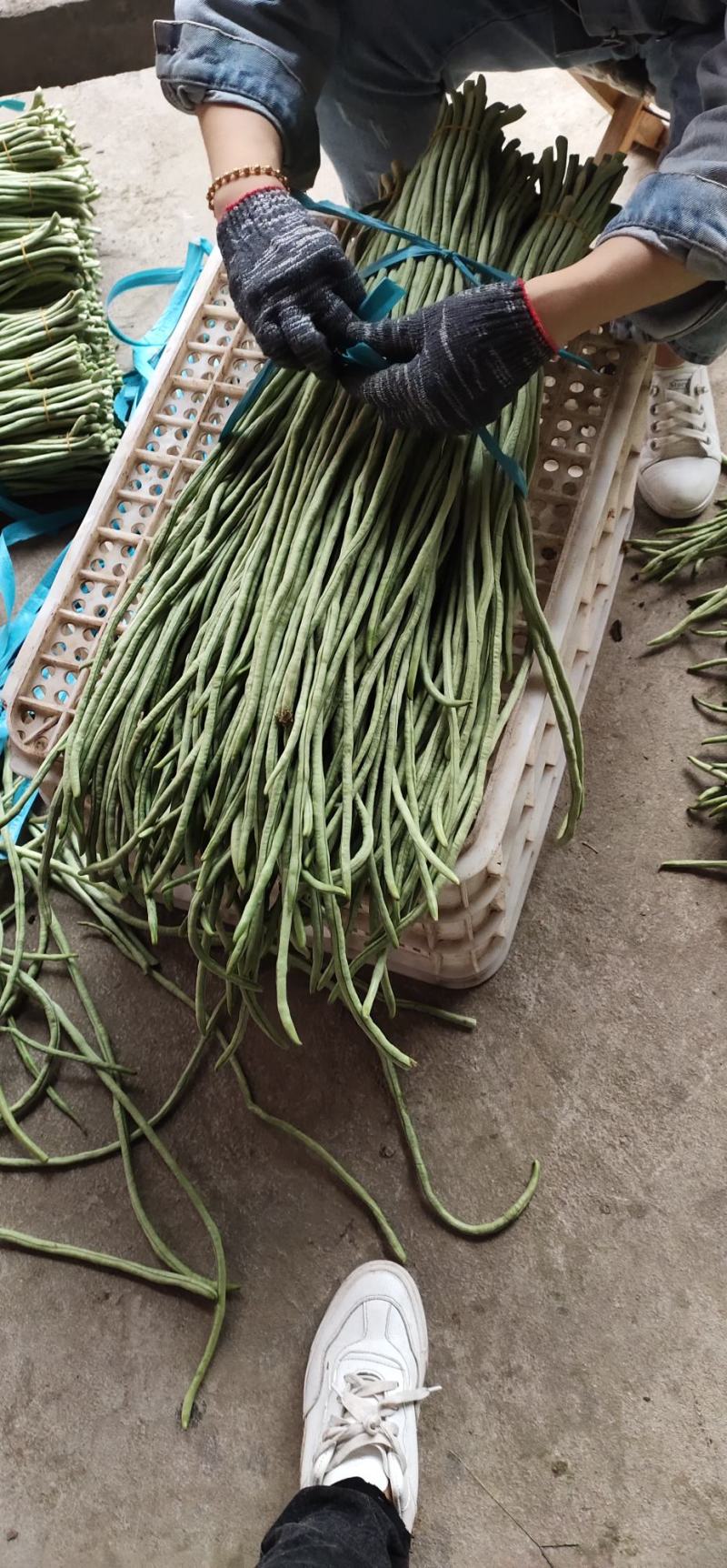 【热销】新乐大棚种植基地一手货源豆角