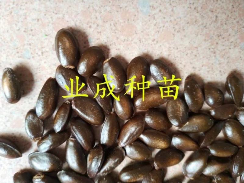 红释迦种子紫释迦番荔枝种子密红释迦林檎红释迦苗