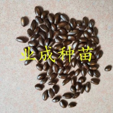 红释迦种子紫释迦番荔枝种子密红释迦林檎红释迦苗