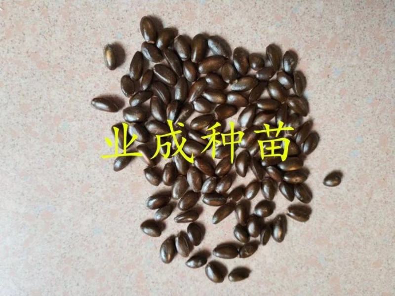 红释迦种子紫释迦番荔枝种子密红释迦林檎红释迦苗