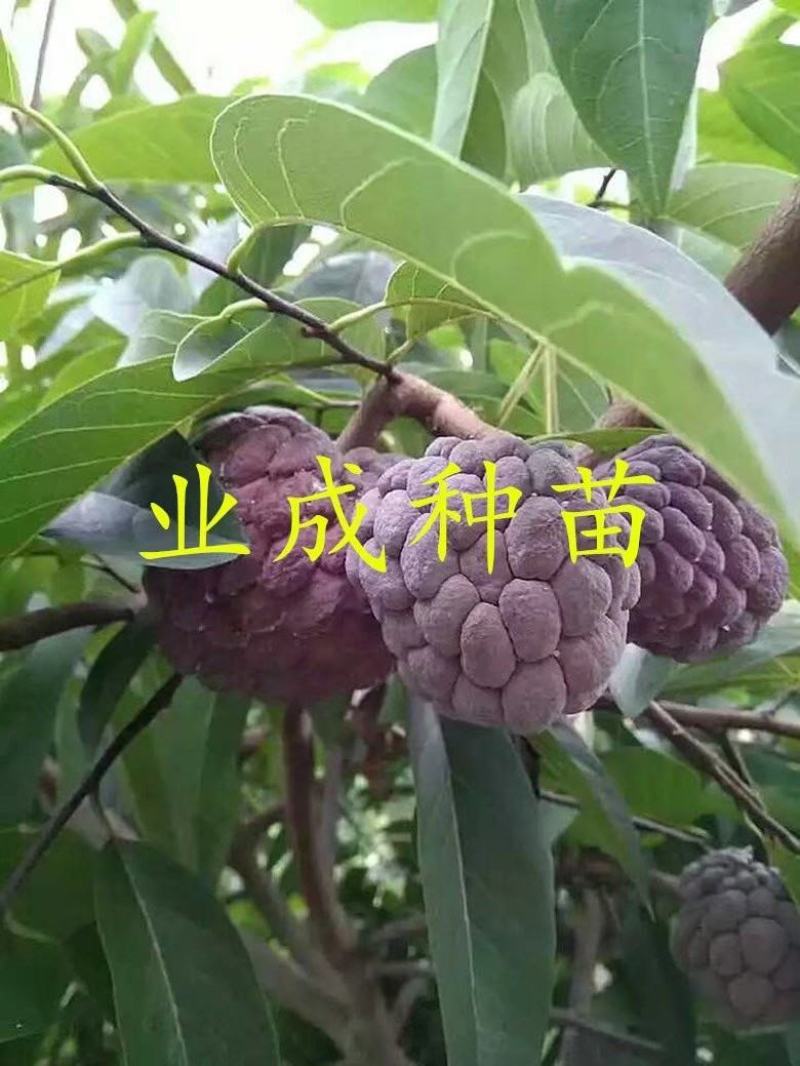 红释迦种子紫释迦番荔枝种子密红释迦林檎红释迦苗