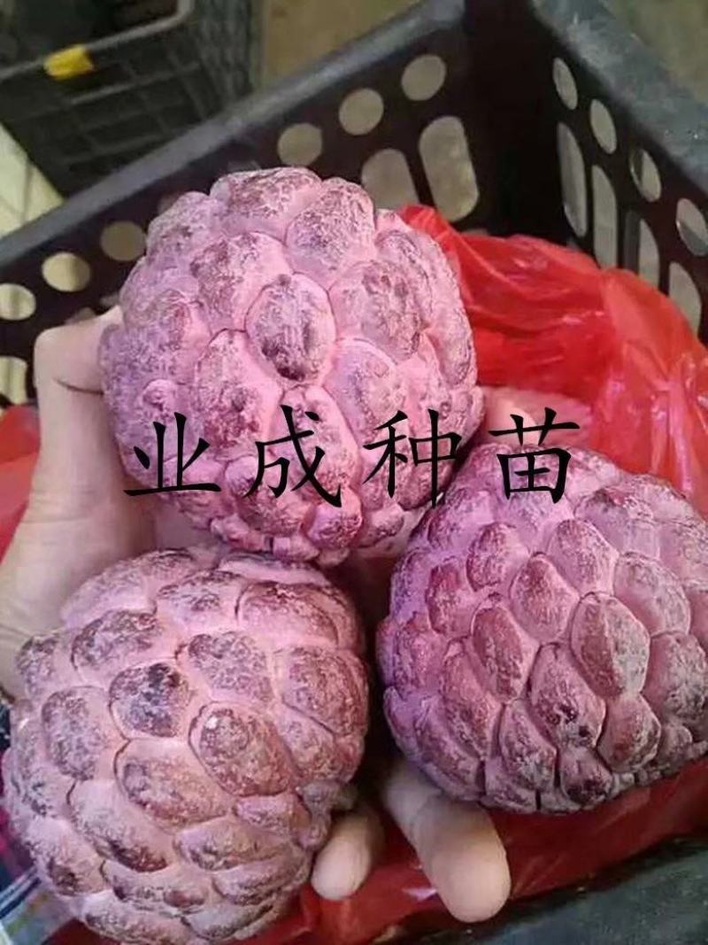 红释迦种子紫释迦番荔枝种子密红释迦林檎红释迦苗