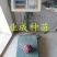 红释迦种子紫释迦番荔枝种子密红释迦林檎红释迦苗