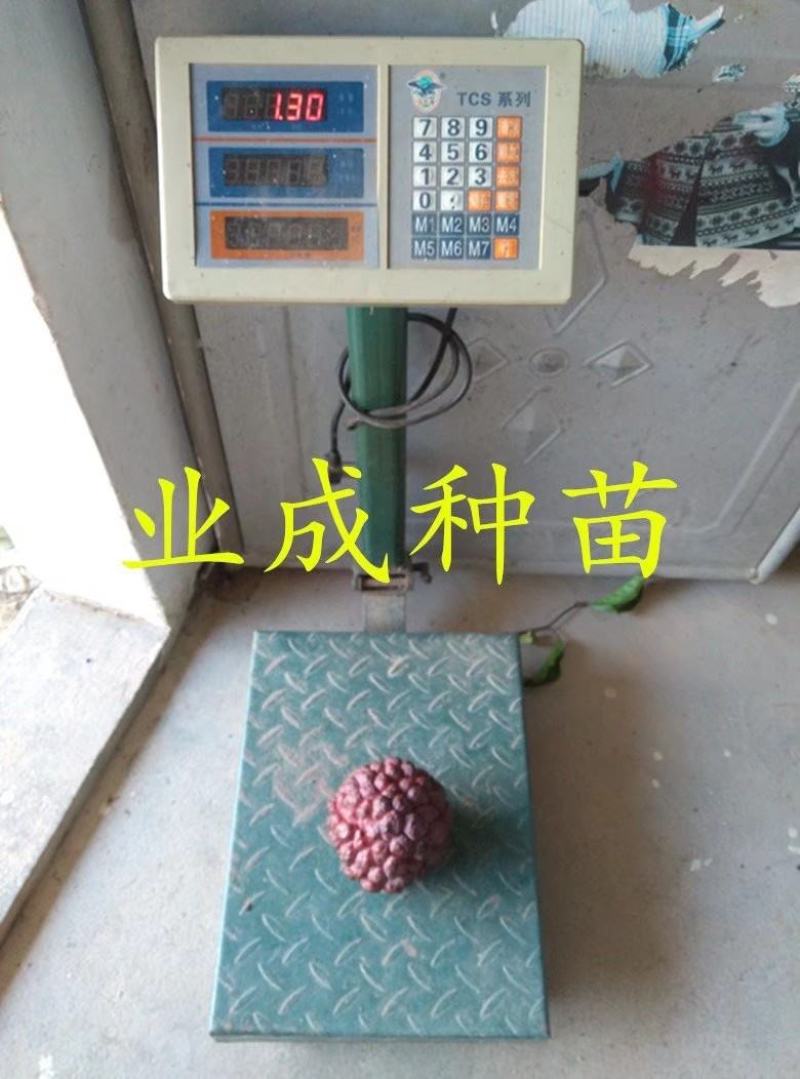 红释迦种子紫释迦番荔枝种子密红释迦林檎红释迦苗