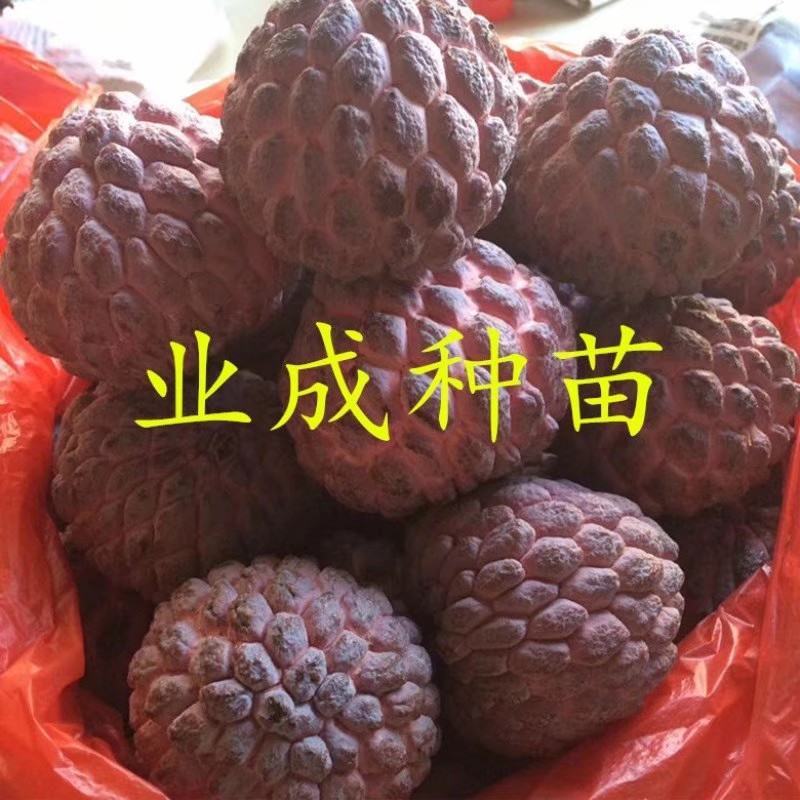 红释迦种子紫释迦番荔枝种子密红释迦林檎红释迦苗