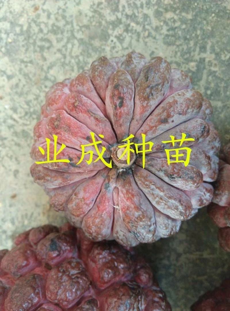 红释迦种子紫释迦番荔枝种子密红释迦林檎红释迦苗