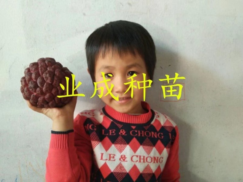 红释迦种子紫释迦番荔枝种子密红释迦林檎红释迦苗