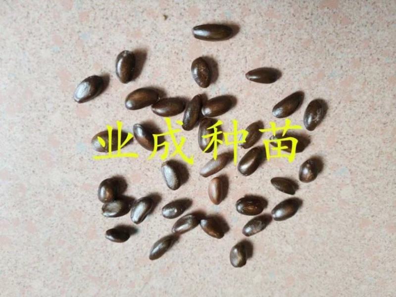 红释迦种子紫释迦番荔枝种子密红释迦林檎红释迦苗