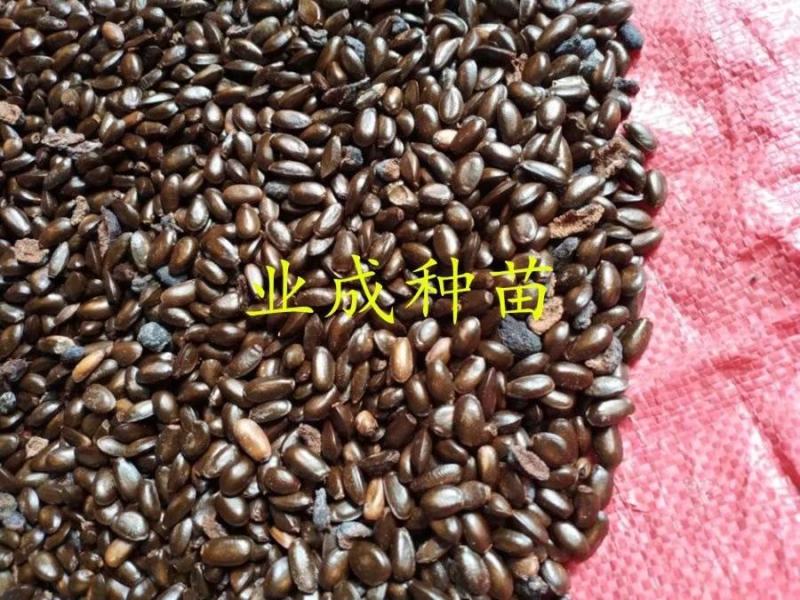 红释迦种子紫释迦番荔枝种子密红释迦林檎红释迦苗