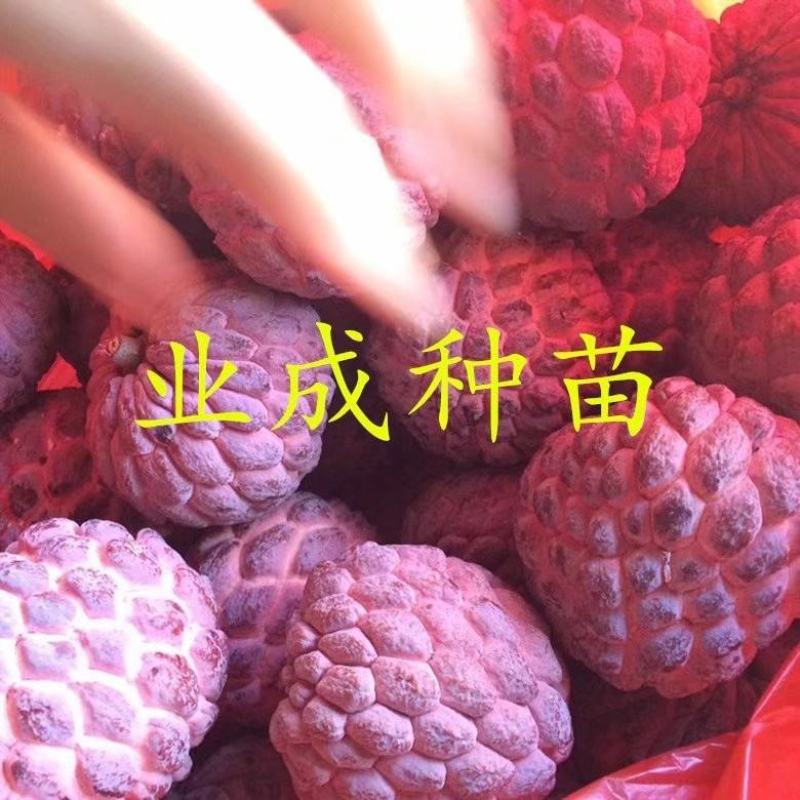 红释迦种子紫释迦番荔枝种子密红释迦林檎红释迦苗
