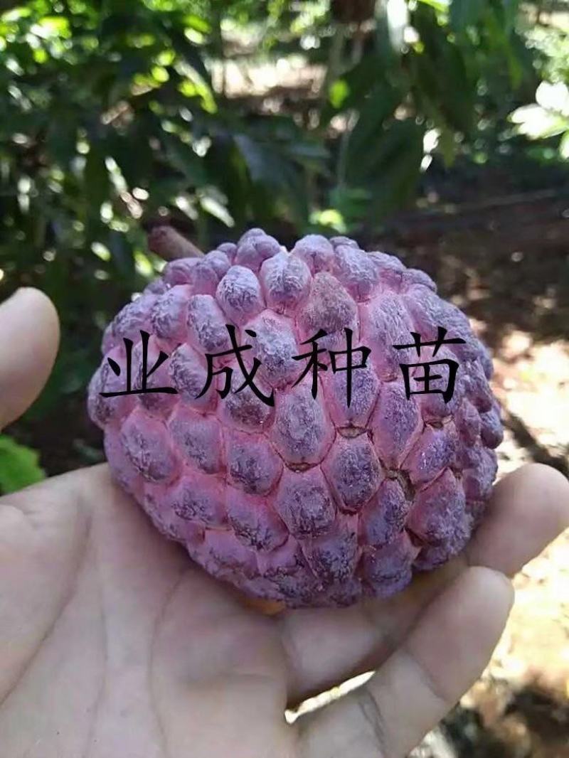 红释迦种子紫释迦番荔枝种子密红释迦林檎红释迦苗